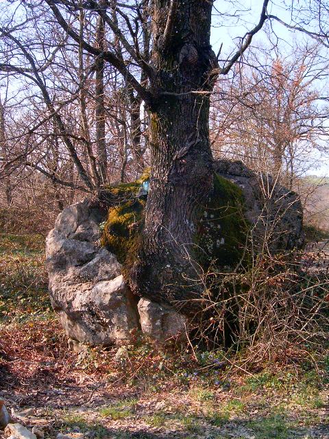 Tronchi